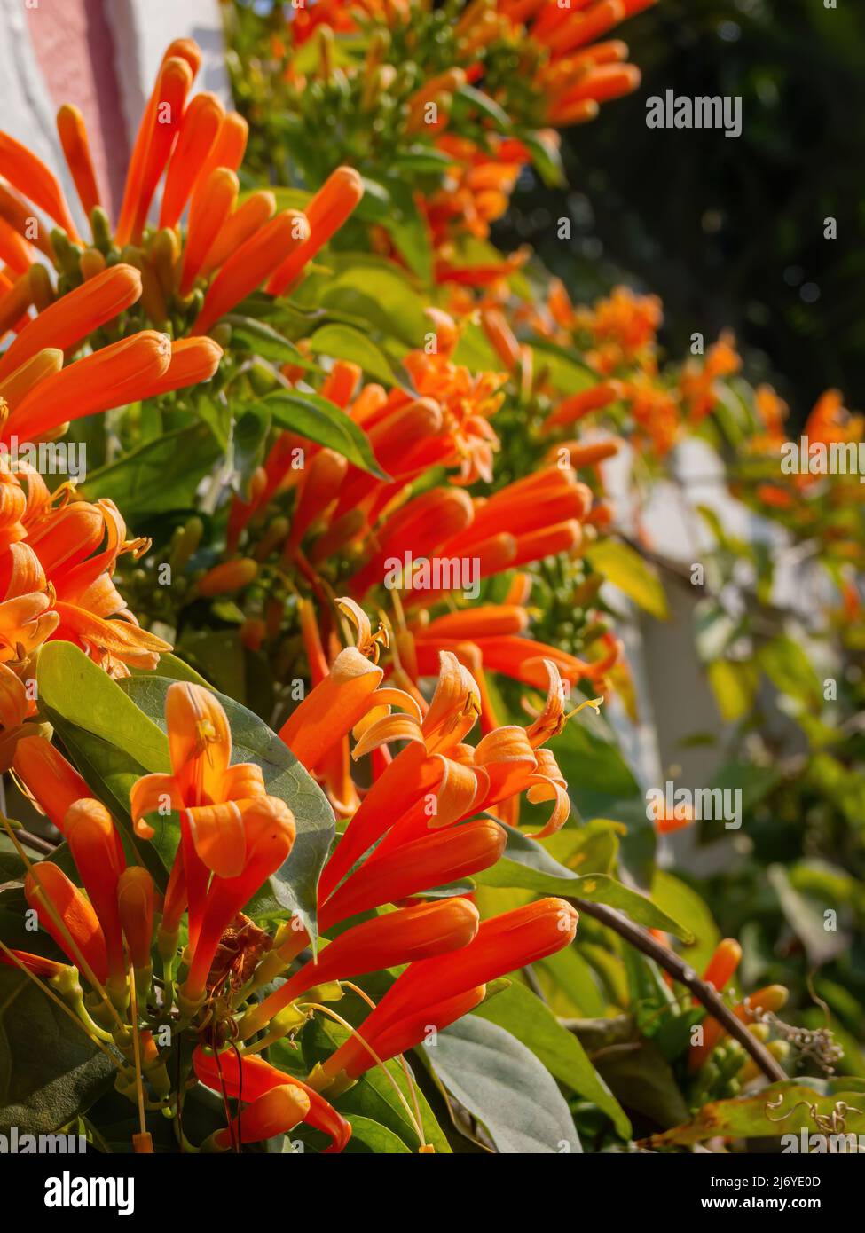 Close up shot of Campsis radicans blossom at Macau, China Stock Photo
