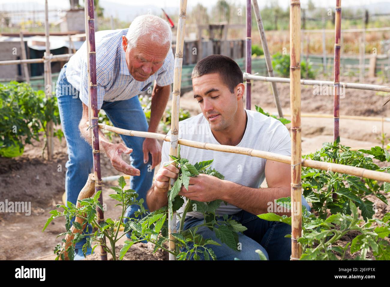 Two male gardeners tie up tomatoes bushes to wooden trellis Stock Photo