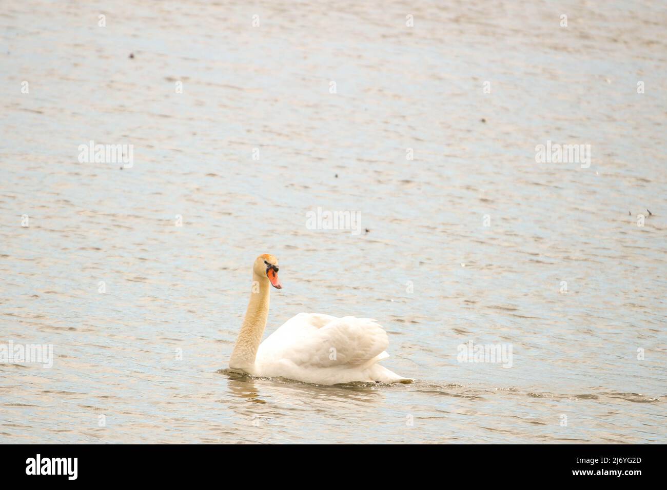 A mute swan is invasive in Canada Stock Photo Alamy