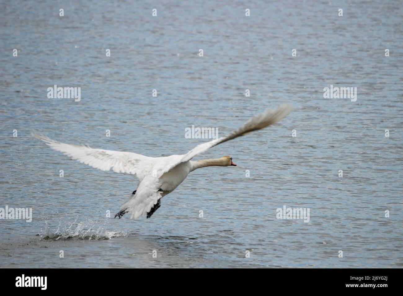 A mute swan is invasive in Canada Stock Photo - Alamy