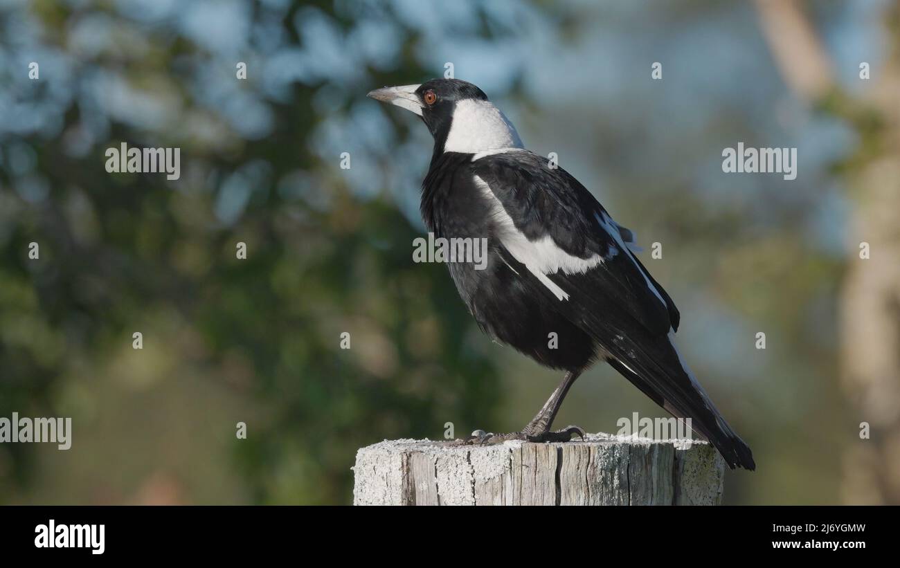 close up of an australian magpie on a fence post Stock Photo
