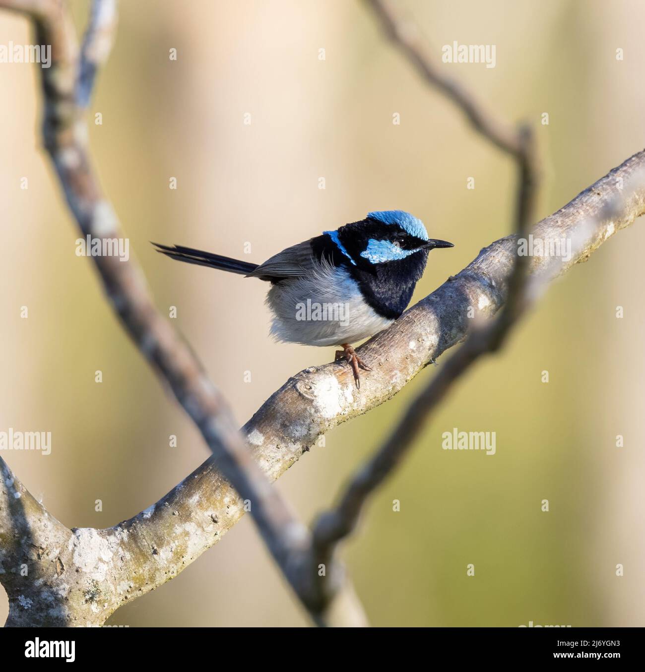 side view of a male superb fairy wren perched on a branch Stock Photo