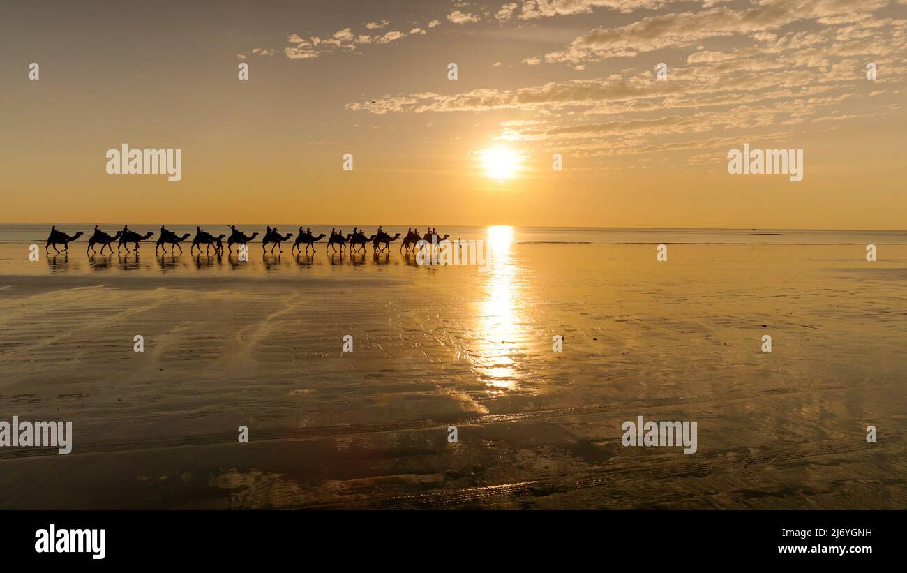 wide shot of camels walking along cable beach in broome at sunset Stock Photo