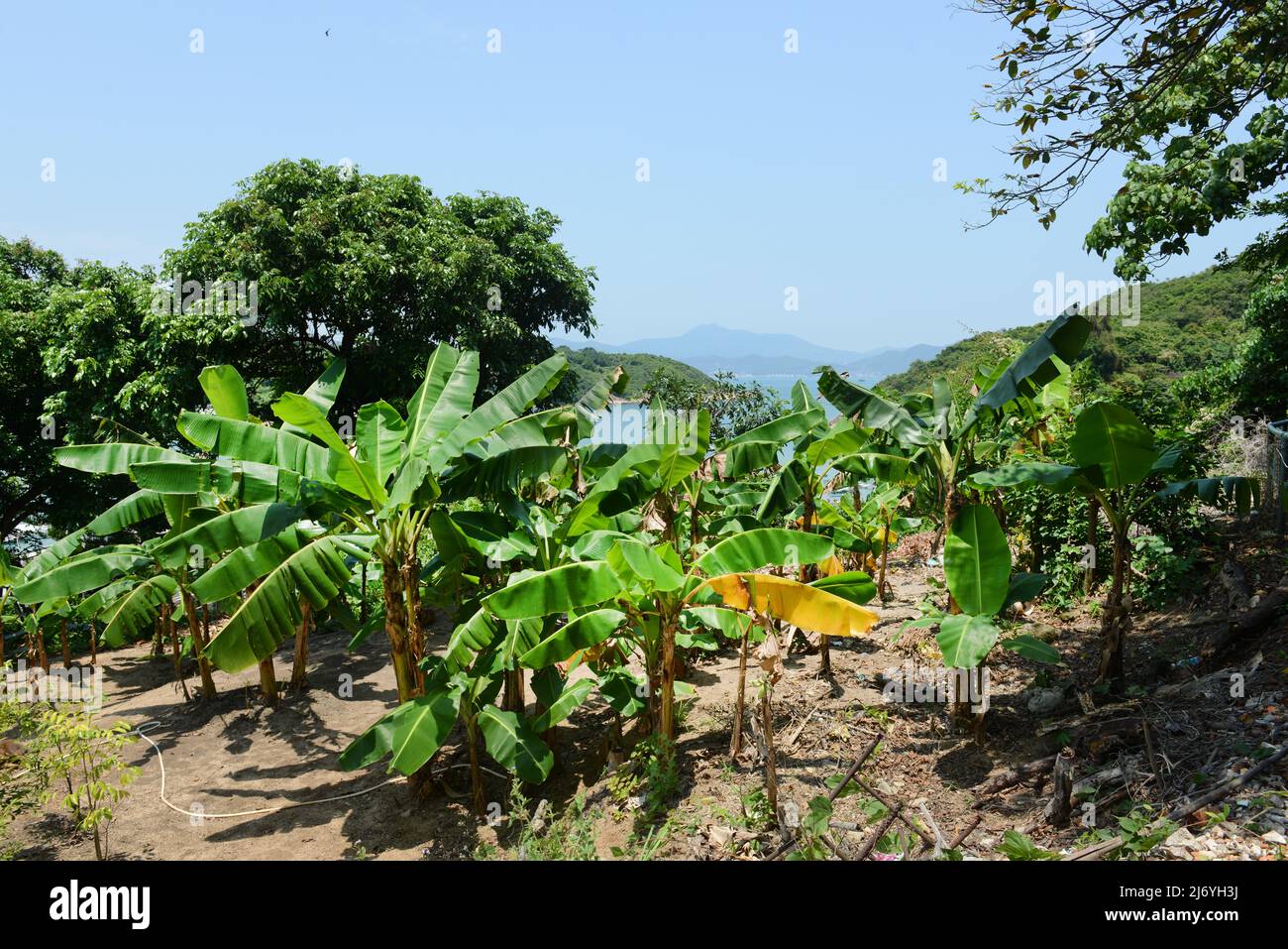 A small banana plantation on Peng Chau island in Hong Kong Stock Photo