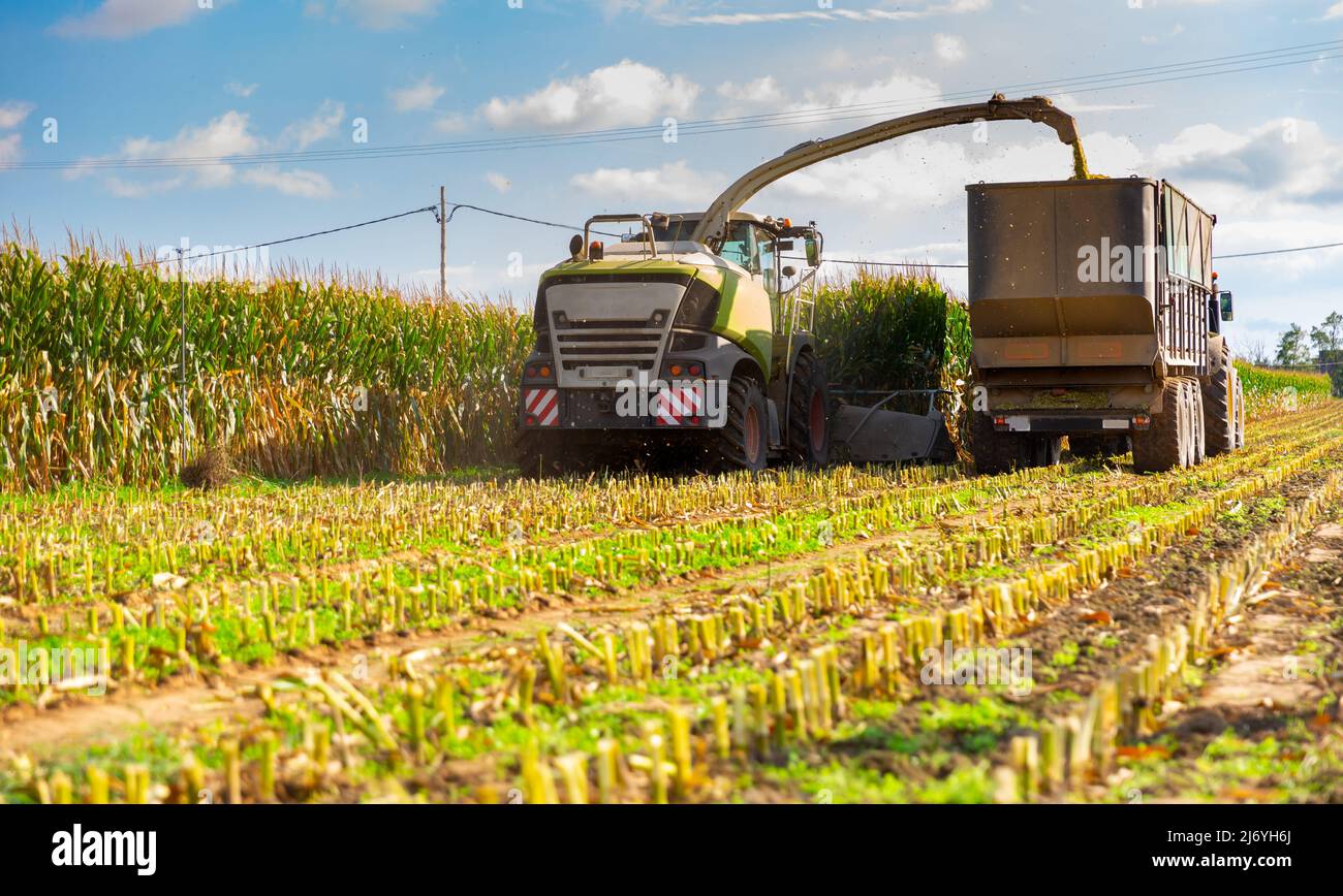 Agricultural machinery produces harvesting of maize Stock Photo Alamy