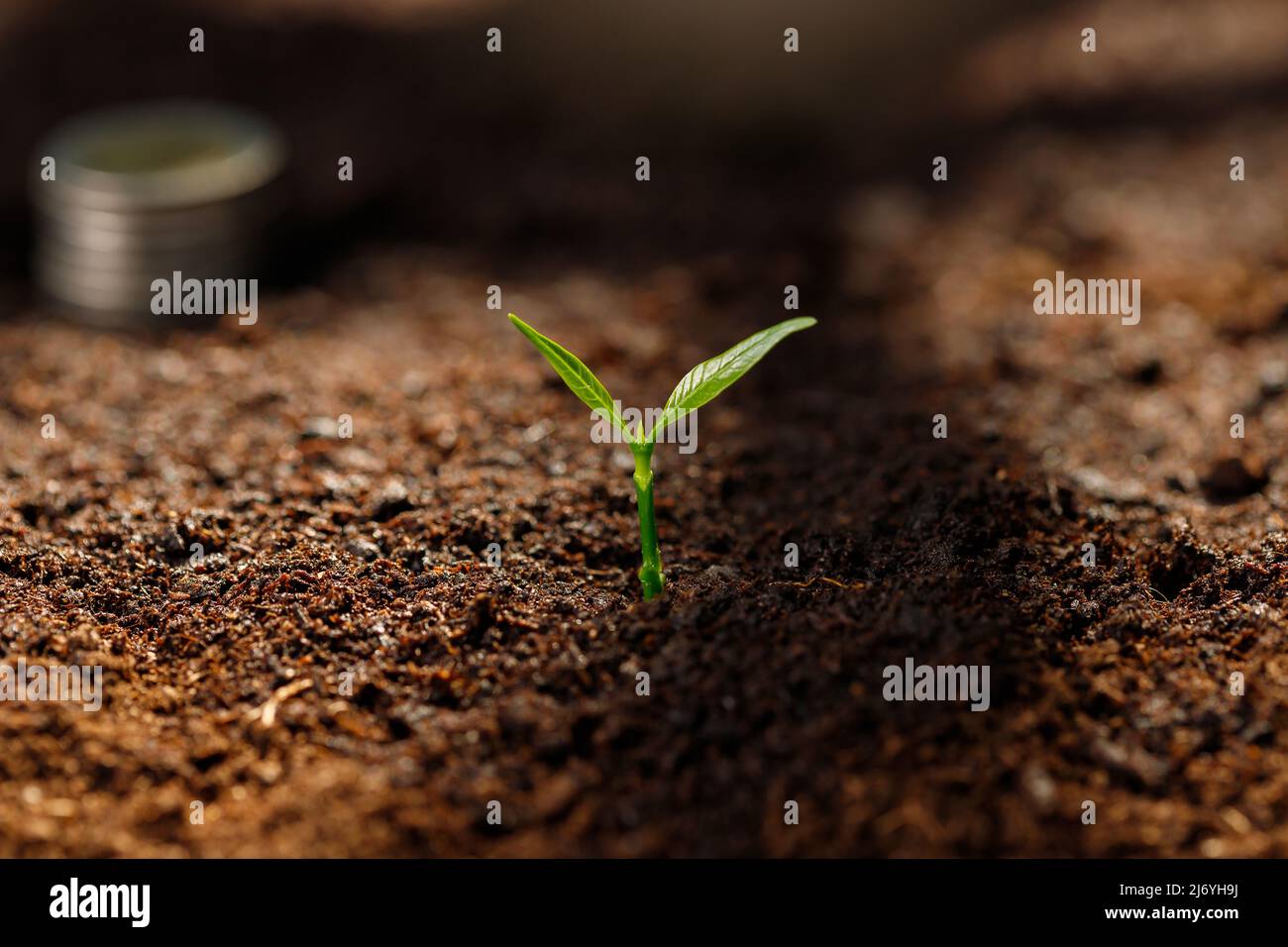 Close up Young plant growing in fertile soil Stock Photo - Alamy