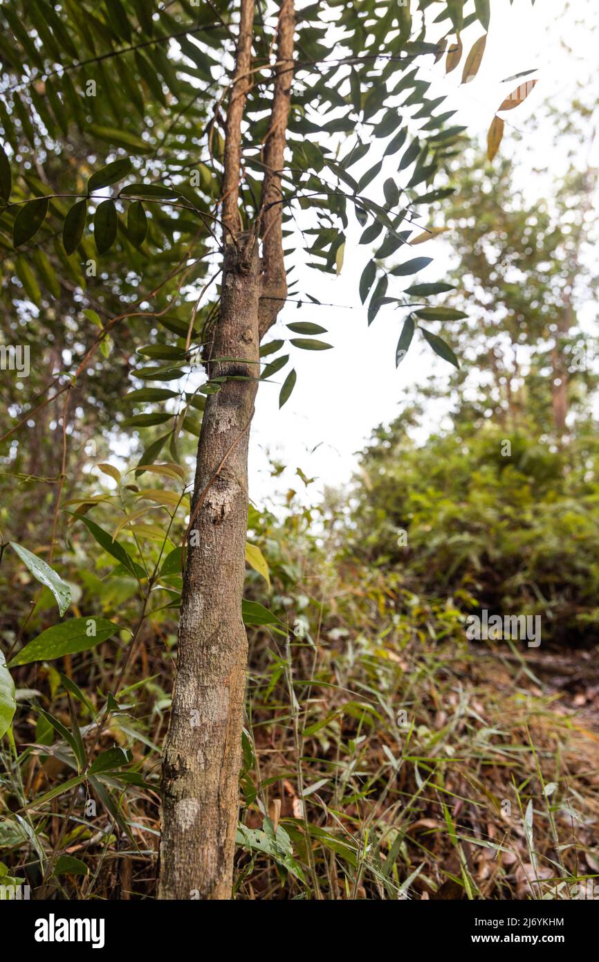 Closeup onto branch of Longjack or tongkat ali, potent traditional herbal plant grow naturally in the jungle Stock Photo