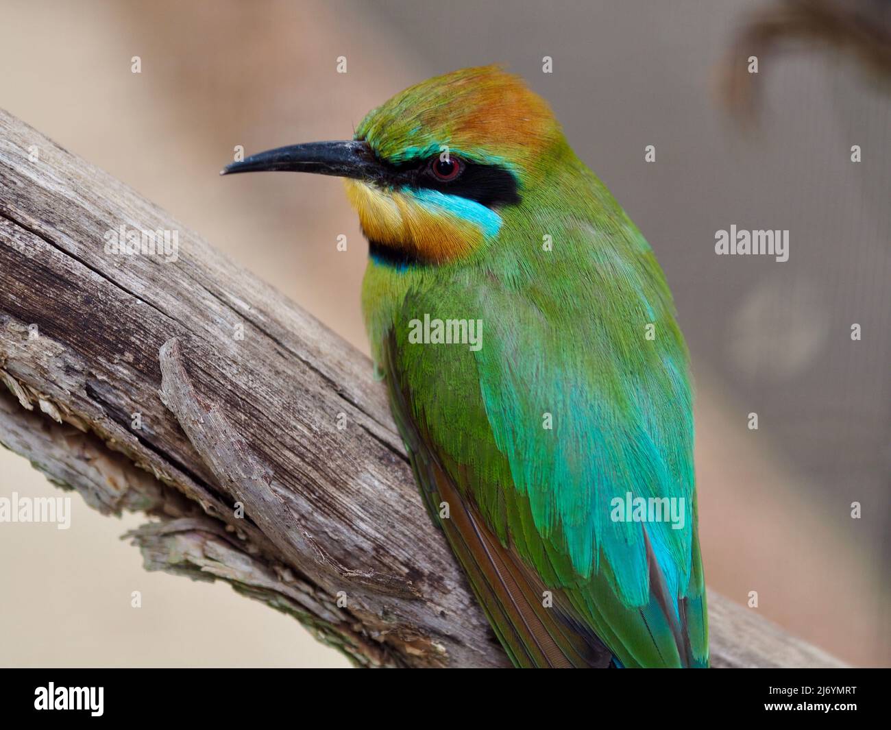 Spectacular striking Rainbow Bee-eater with bright flamboyant plumage ...