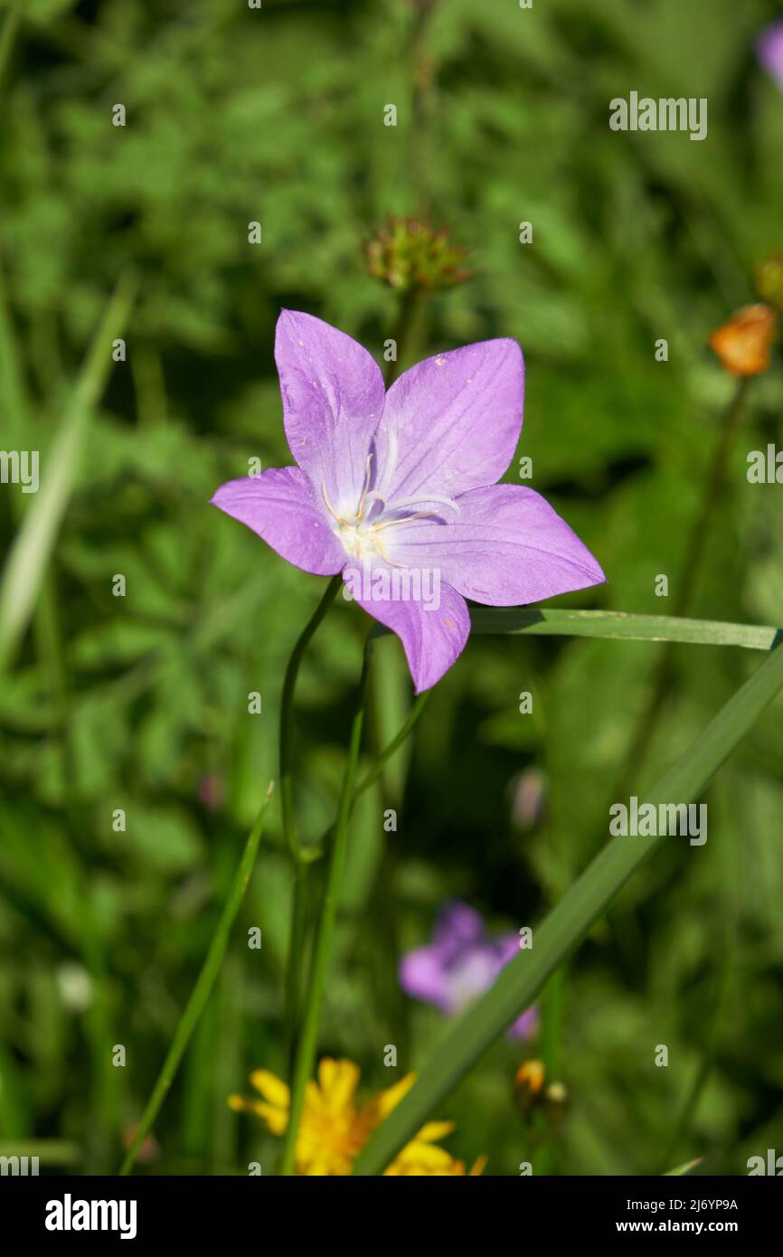 Campanula altaica, known as bellflowers in natural environment. Altai mountains. Stock Photo