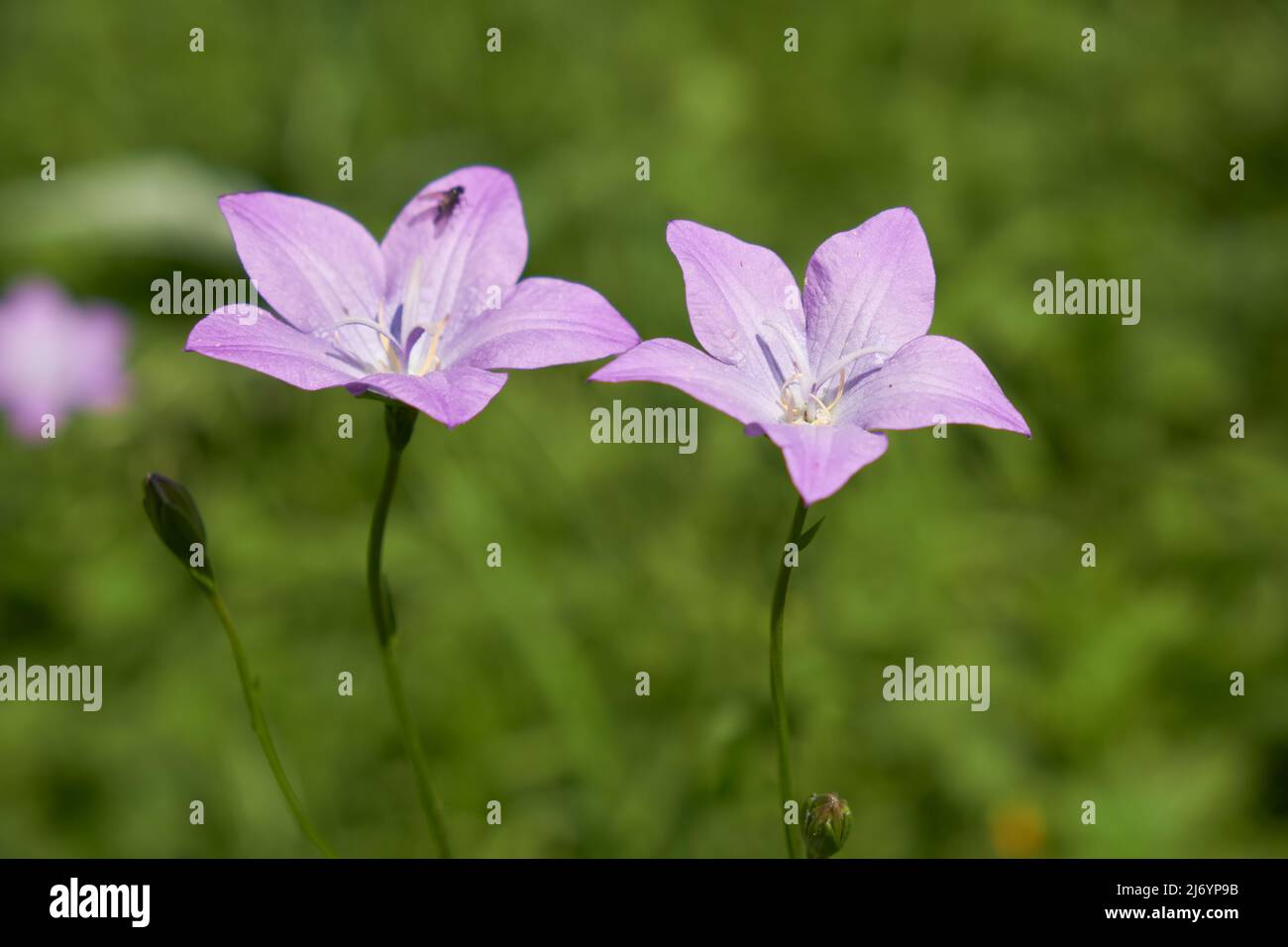 Campanula altaica, known as bellflowers in natural environment. Altai mountains. Stock Photo