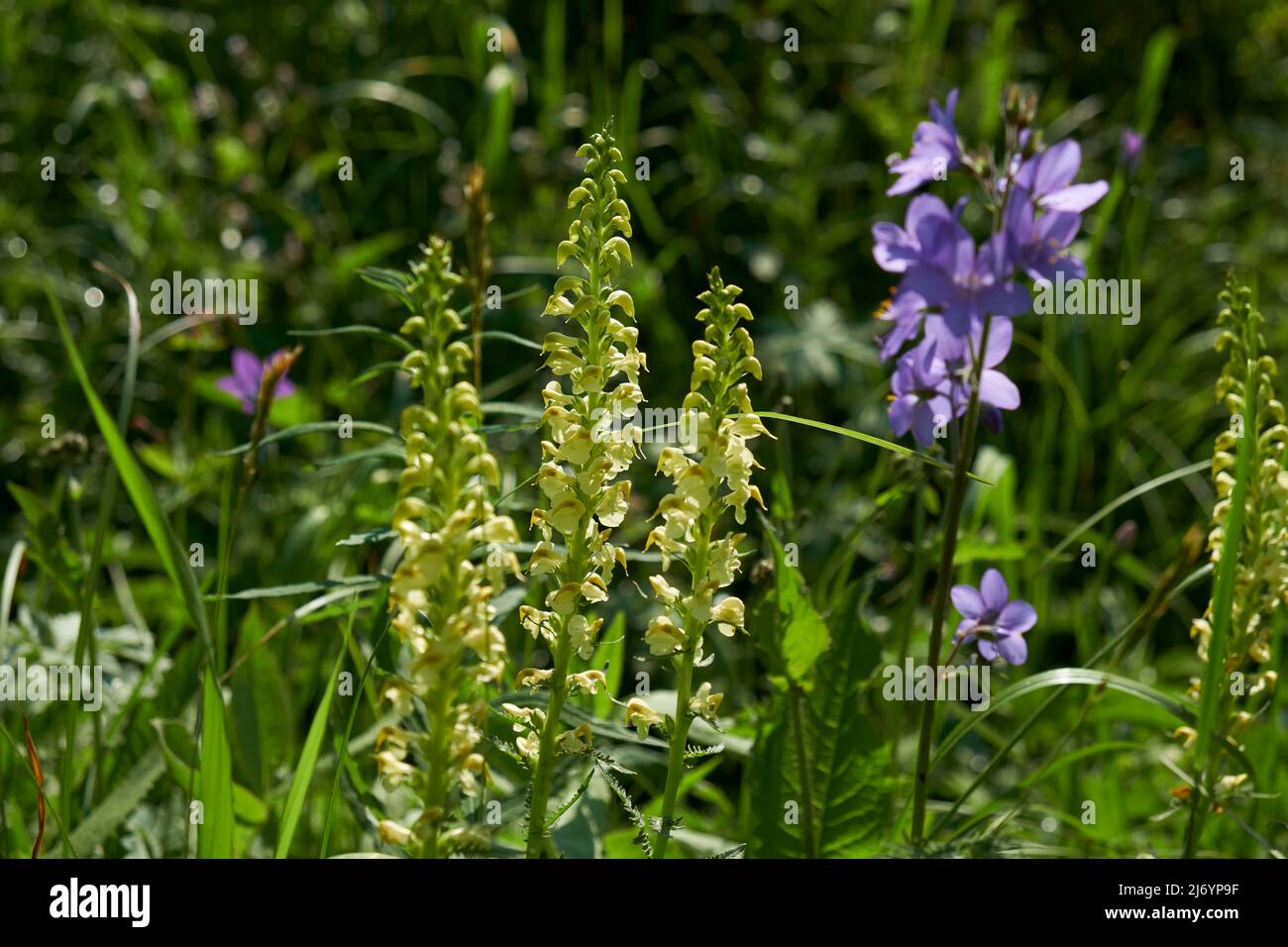 Pedicularis incarnata, the flowering plant belonging to the family Orobanchaceae in natural sub-alpine environment. Altai mountains. Stock Photo