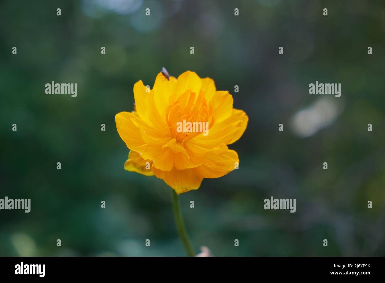 Trollius, known as globeflower or globe flower in natural subalpine environment. Altai mountains. Stock Photo