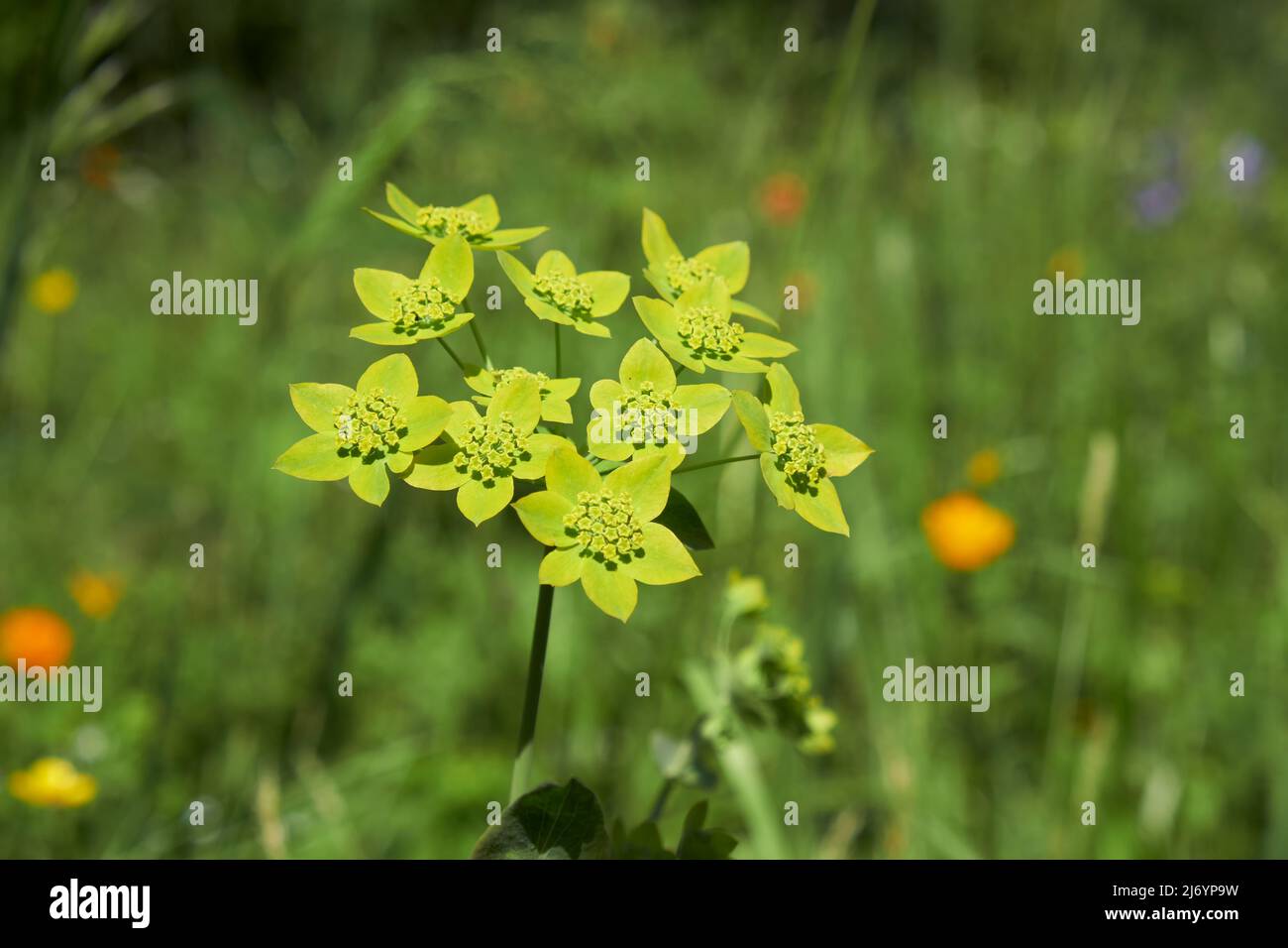 Bupleurum aureum, belonging to the family Apiaceae in natural subalpine environment. Widely known as a medicinal plant. Altai mountains. Stock Photo