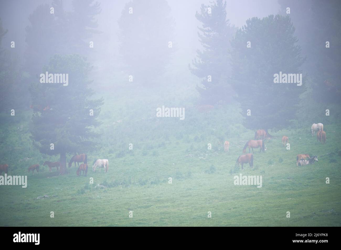 Morning fog in mountain forest. Horses graze in the alpine meadow. Altai, Siberia. Stock Photo