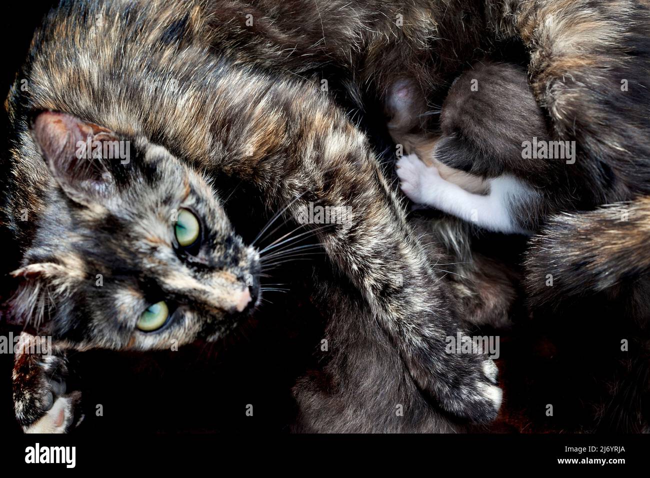 Young mother cat feeding her kittens. Stock Photo
