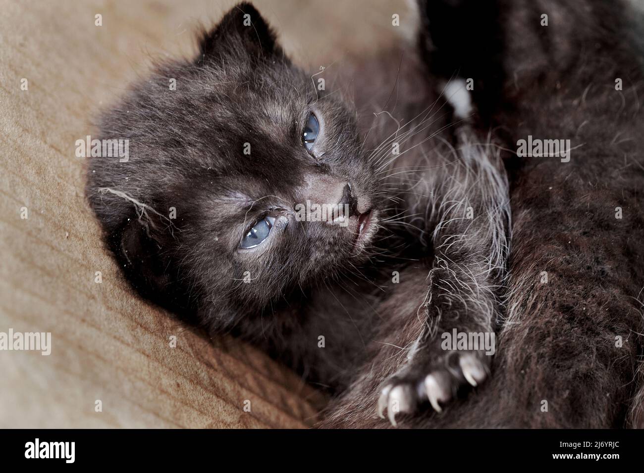 One-week-old kitten, Tarragona, Spain. Stock Photo