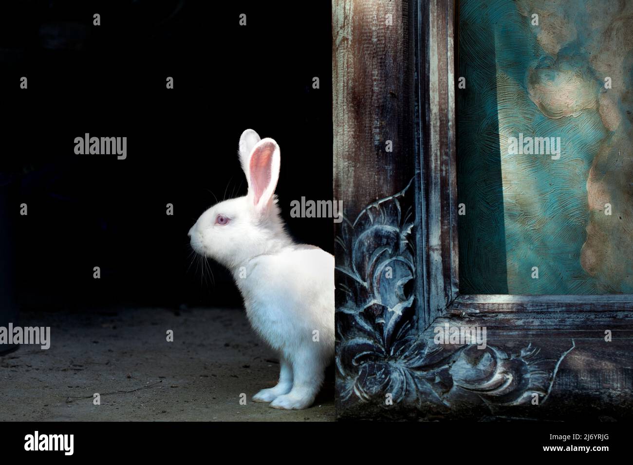 Rabbit appearing from behind a framed painting. Stock Photo