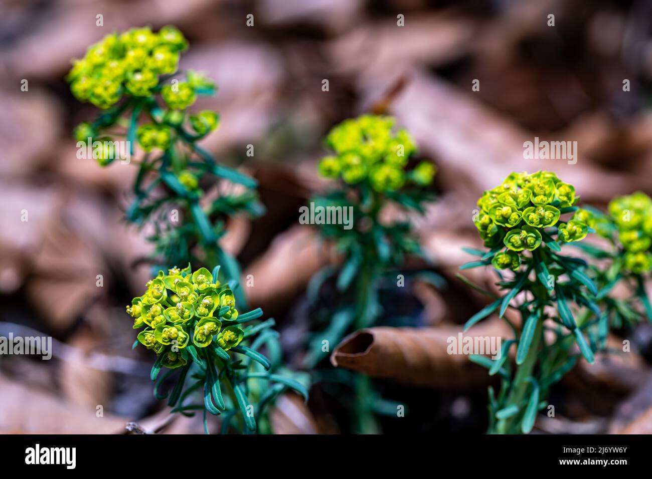 Euphorbia cyparissias flower in meadow, close up shoot Stock Photo