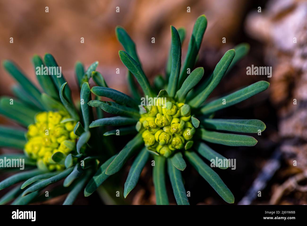 Euphorbia cyparissias flower growing in meadow, close up Stock Photo