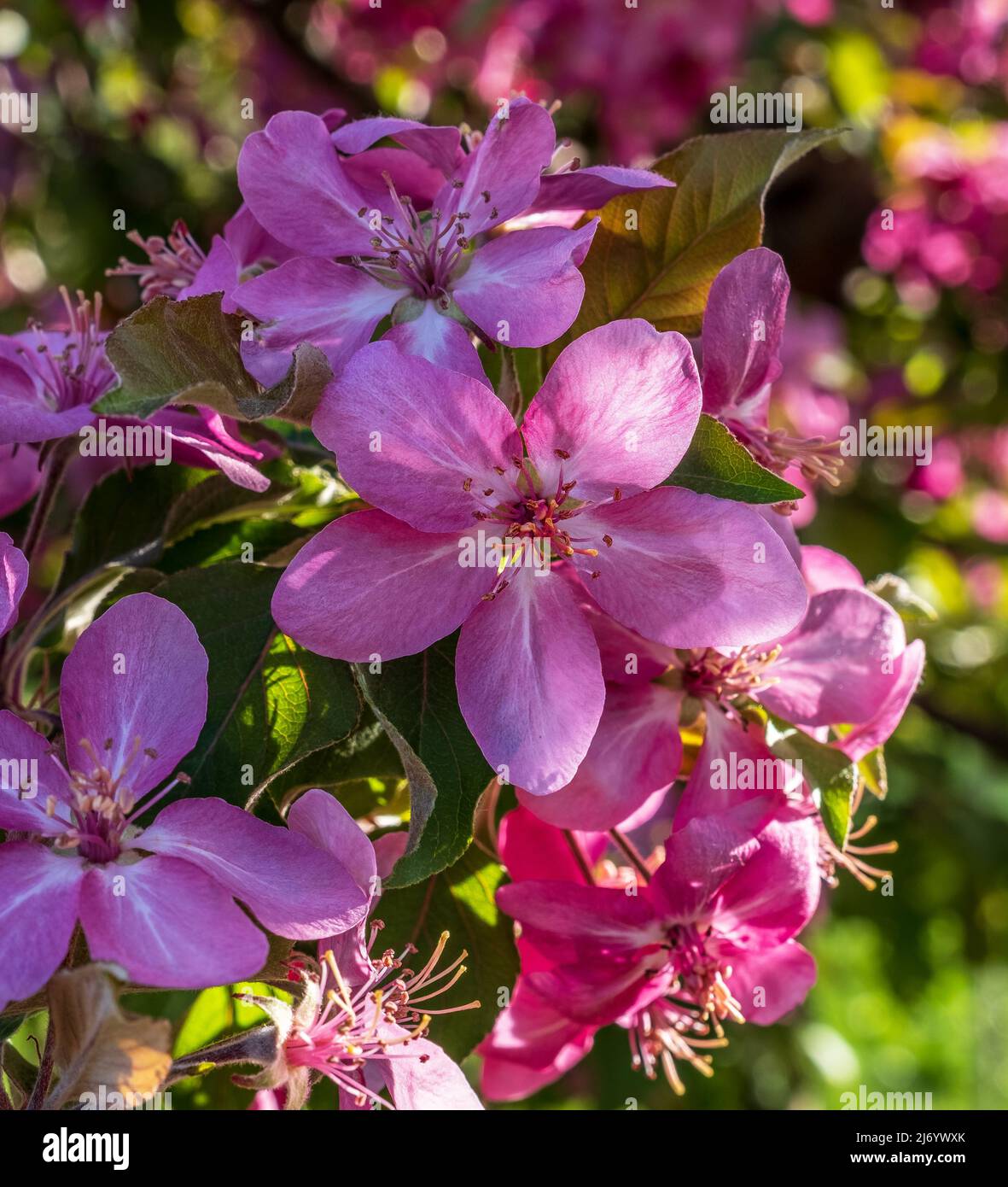 Pink flowers of blooming Apple tree in spring on a sunny day in nature outdoors Stock Photo