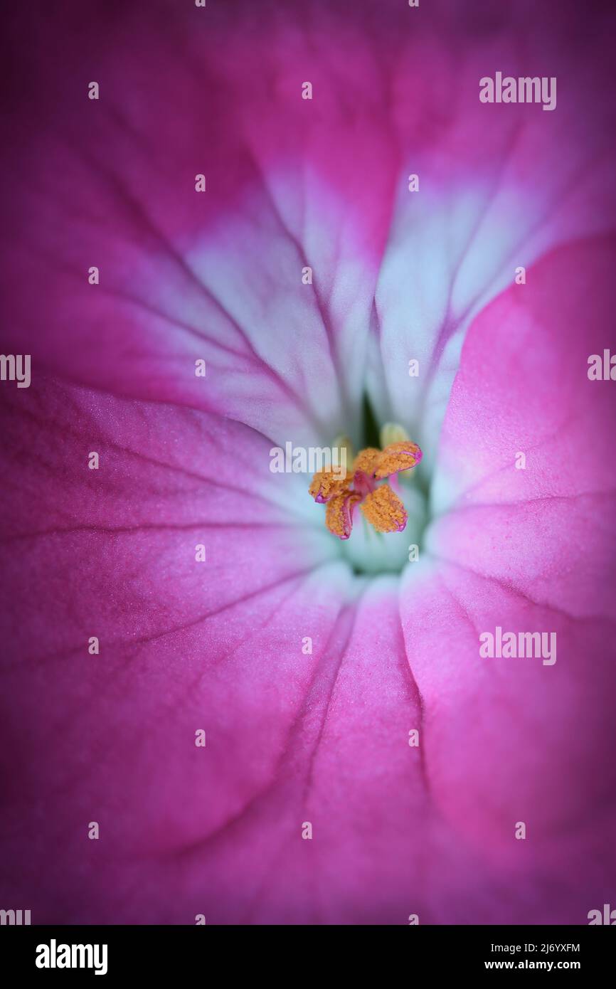 An extreme close-up of a pink Geranium -Geranium pelargonium x hotorum- flowers in soft, dark mood lighting; captured in a Studio Stock Photo