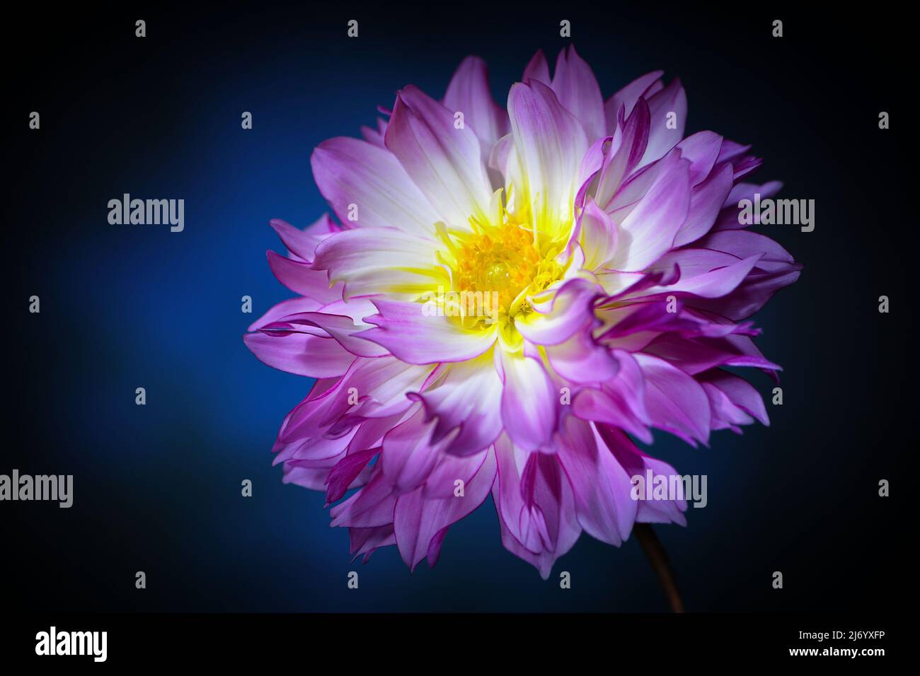 A vibrant pink Dahlia -Asteraceae family- flower with an ochre coloured centre in full bloom in dark blue mood lighting; captured in a Studio Stock Photo