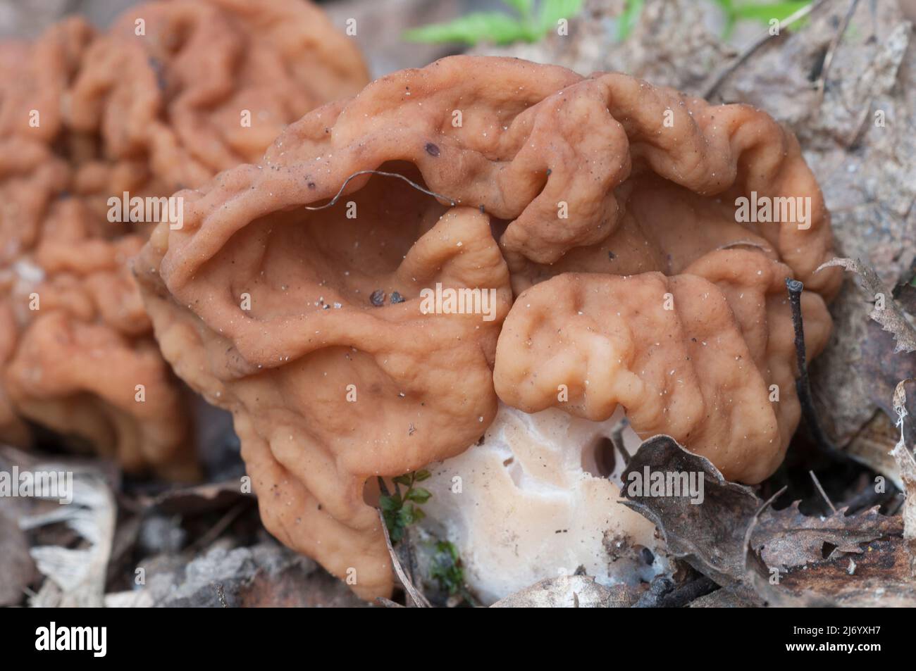 Gyromitra esculenta mushroom, close up shot Stock Photo