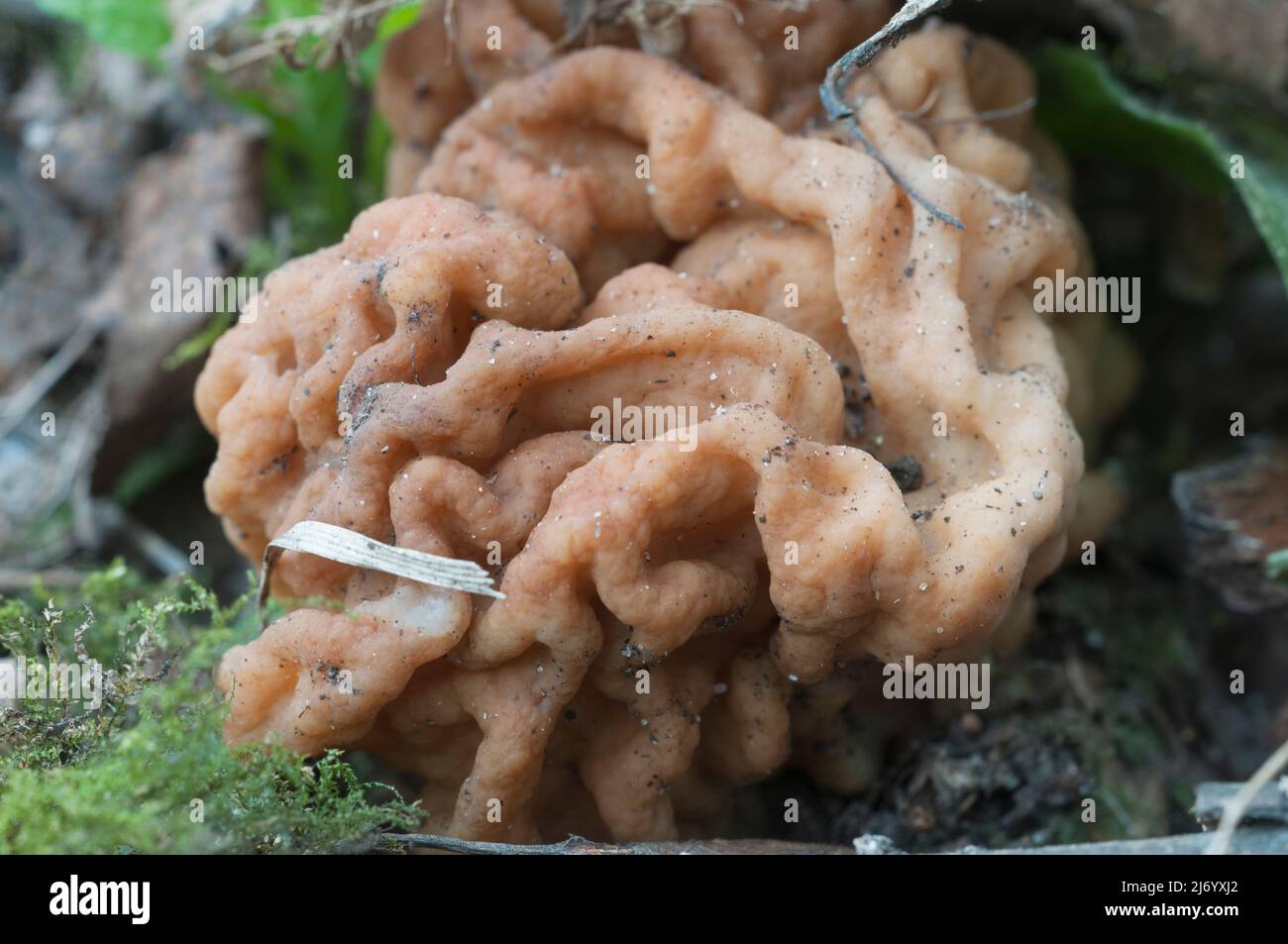 Gyromitra esculenta mushroom, close up shot Stock Photo