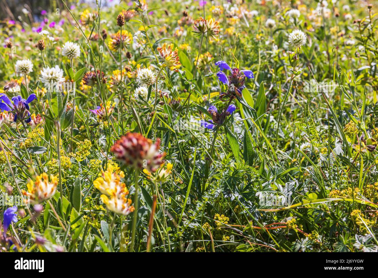 Northern dragonhead flower on a meadow Stock Photo