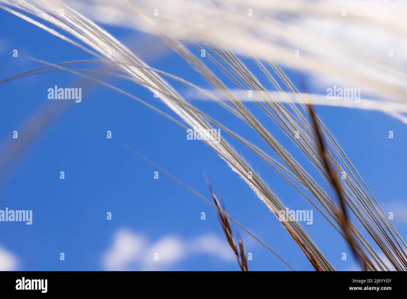 Feather grass straws against a blue sky Stock Photo