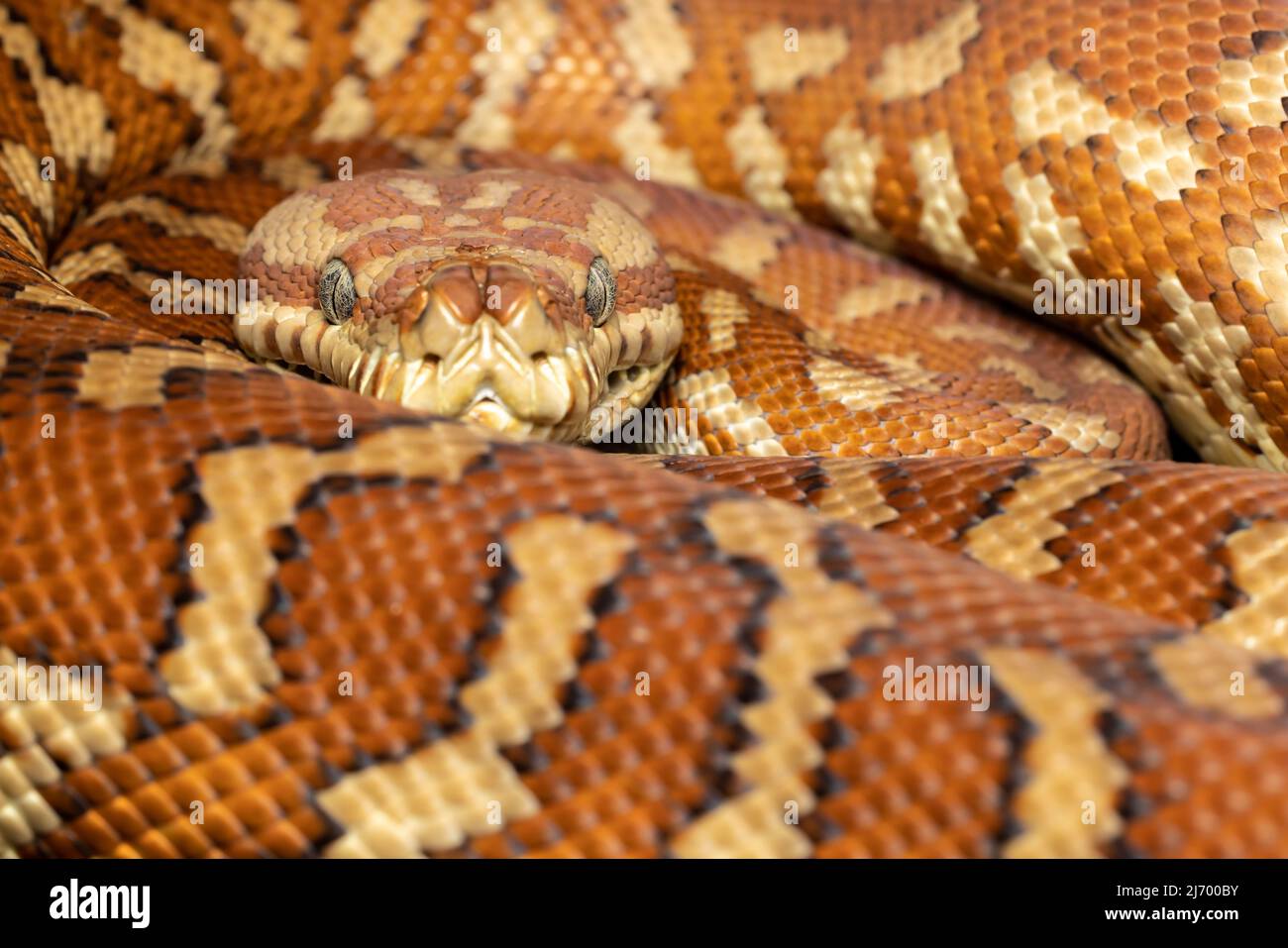 Centralian Carpet Python (Morelia bredli Stock Photo - Alamy