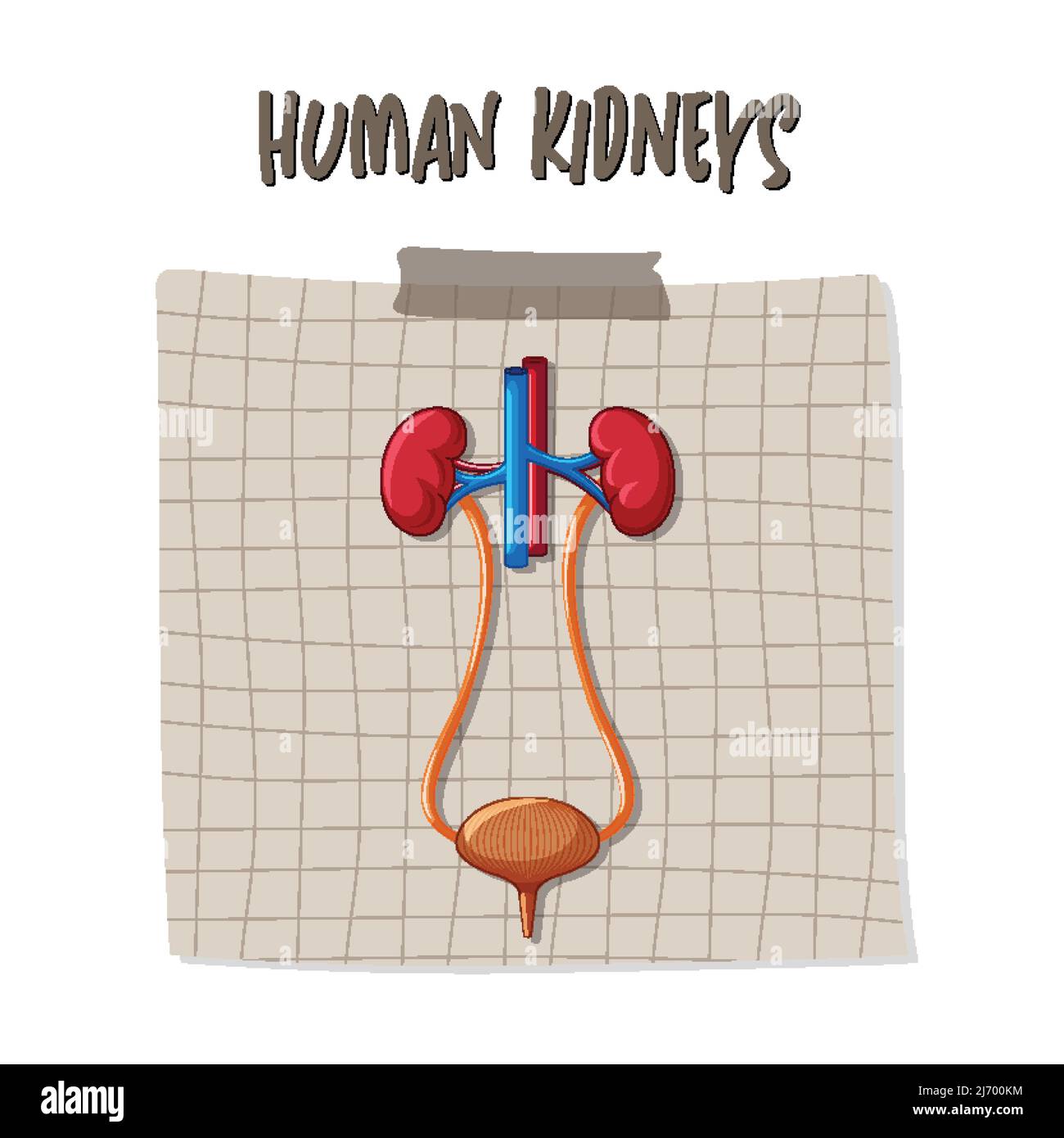 Human internal organ with kidneys and bladder illustration Stock Vector ...