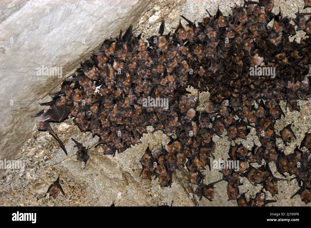 Group of sleeping bats colony in a cave. Caucasus mountains, Georgia Stock Photo