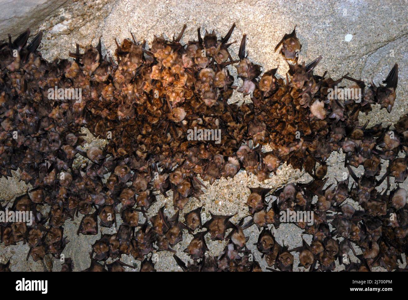 Group of sleeping bats colony in a cave. Caucasus mountains, Georgia Stock Photo