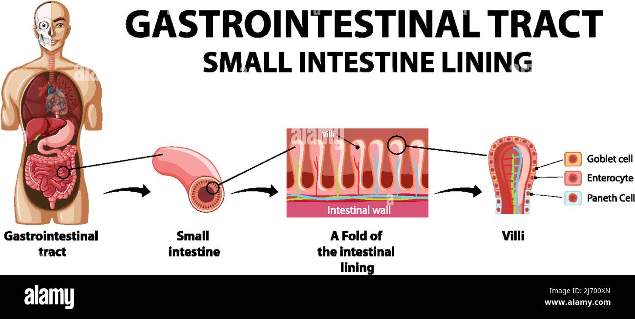 Diagram showing gastrointestinal tract in human illustration Stock