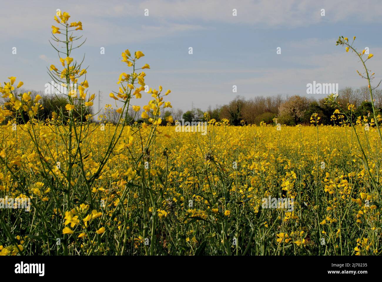 Fields yellow rapeseed flowers hi-res stock photography and images - Alamy