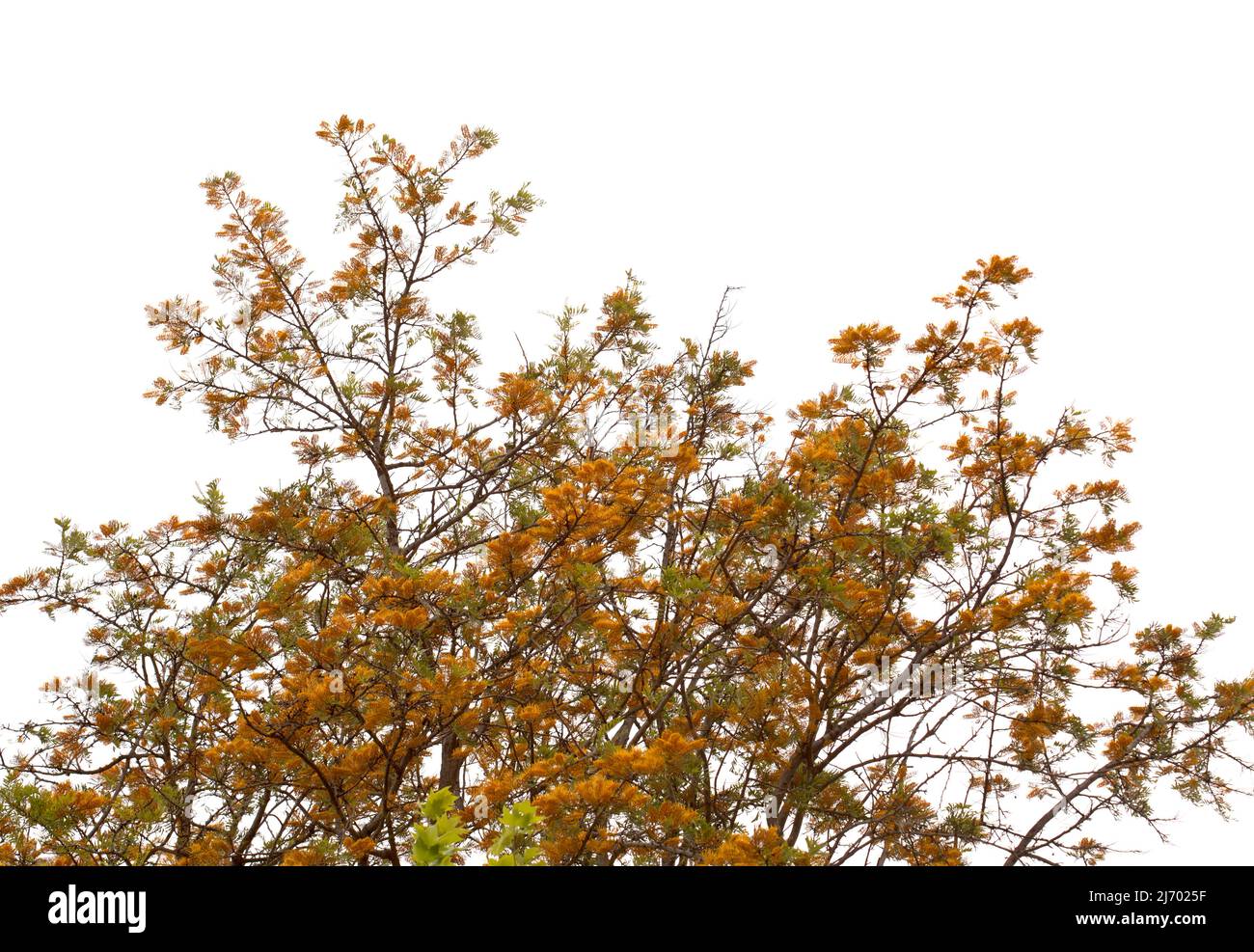 Grevillea robusta, commonly known as the southern silky oak Stock Photo
