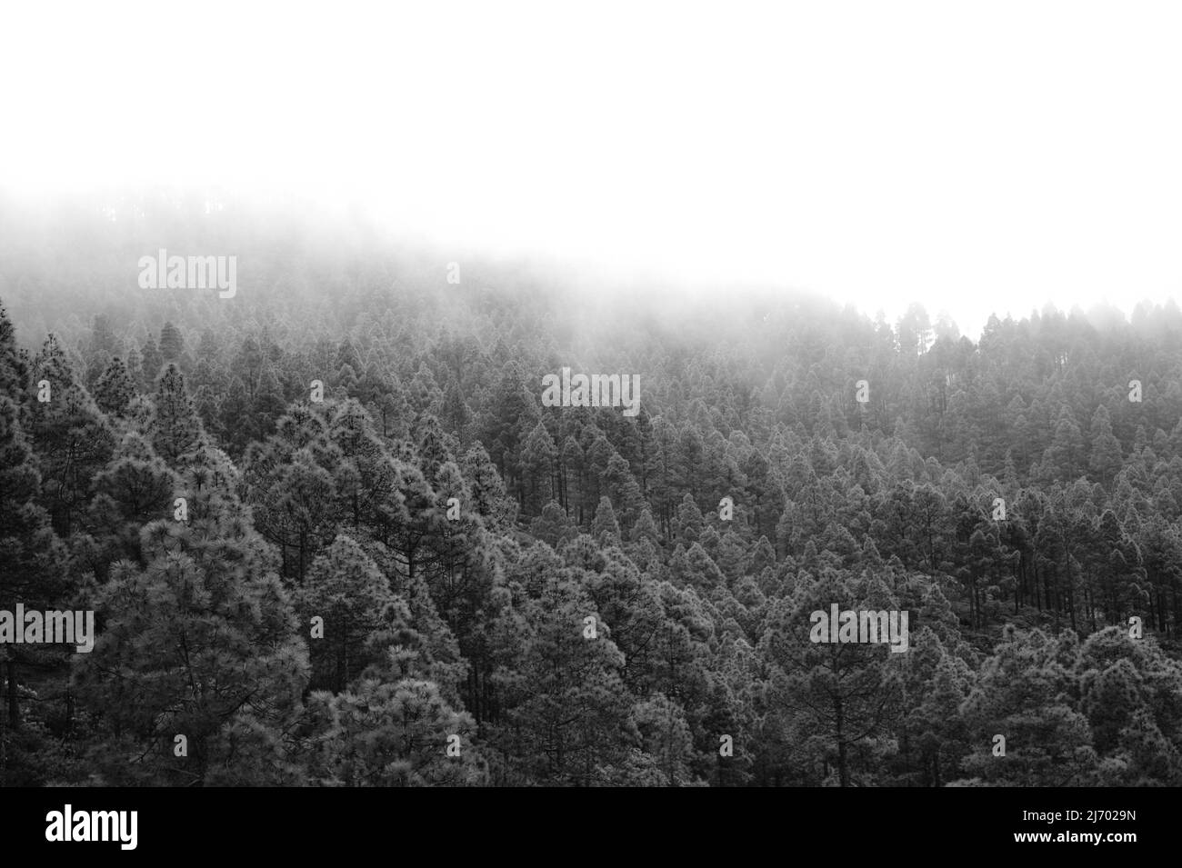 Flora of Gran Canaria Pinus canariensis, fireresistant Canary pine, able to recuperate after