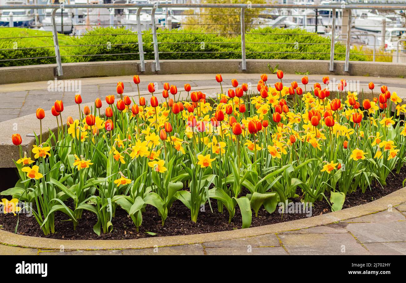 Colorful flowerbed on street of a modern city. City gardening exterior. Street photo, selective focus, blurred Stock Photo