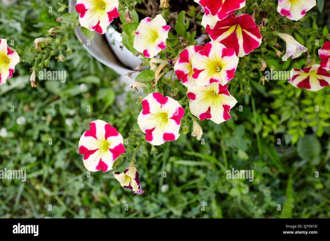Petunia, Red white Petunias in the pot. Family name Solanaceae