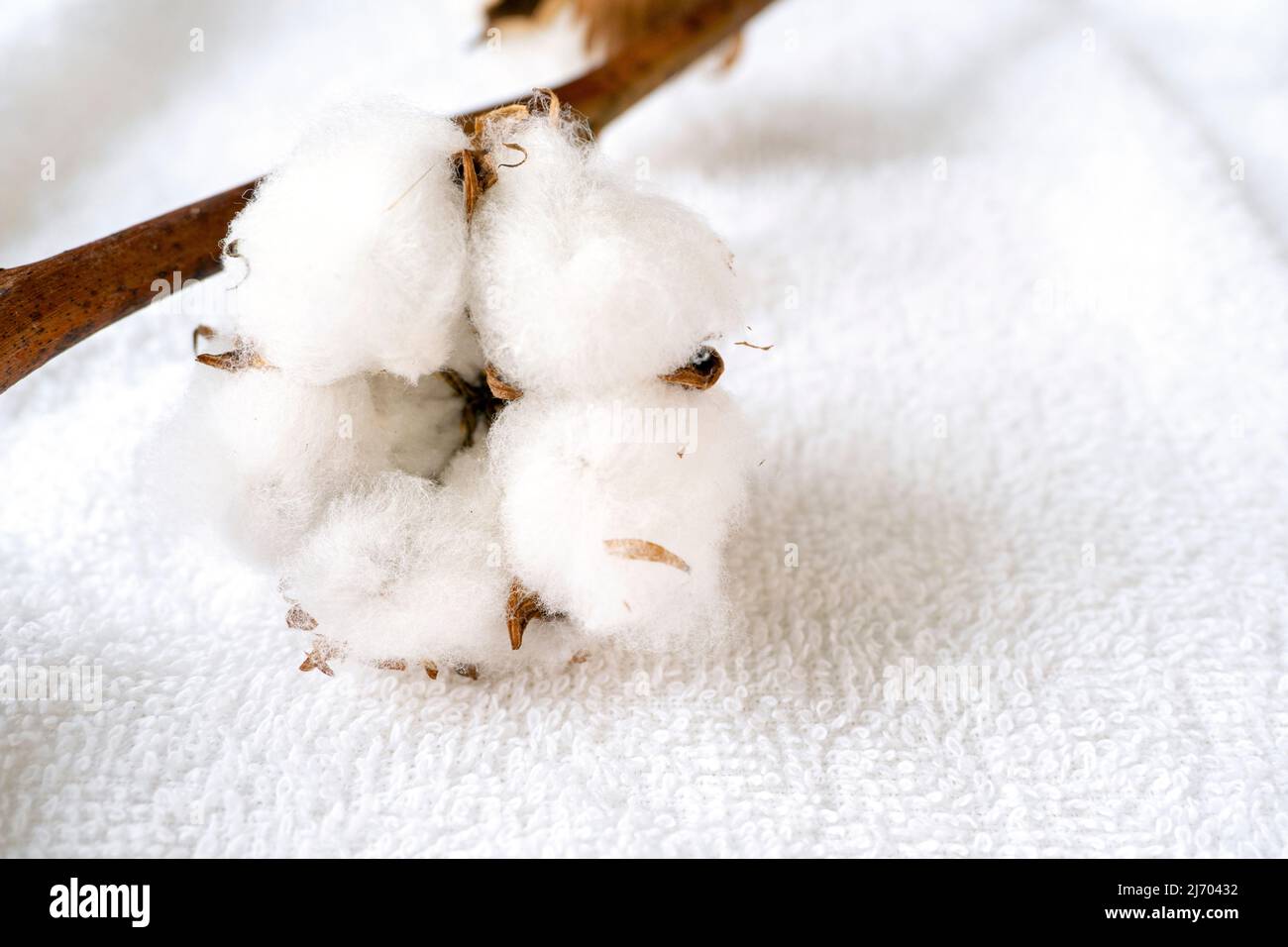 Close-up of natural cotton plant on white, soft towel Stock Photo