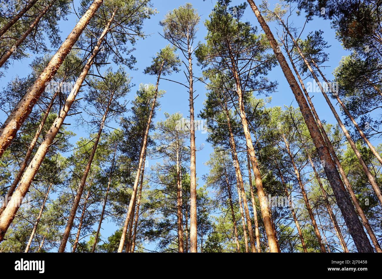 Pine trees scenery hi-res stock photography and images - Alamy