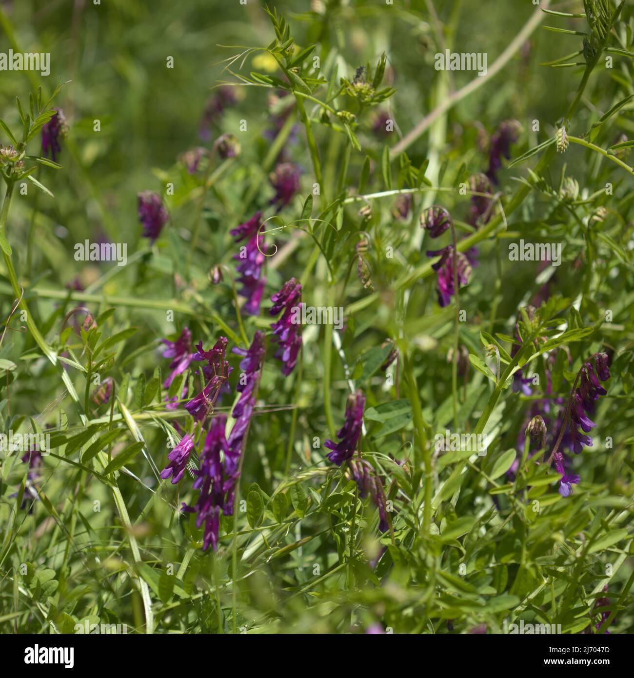 Flora of Gran Canaria - Vicia villosa, hairy vetch,  natural macro floral background Stock Photo