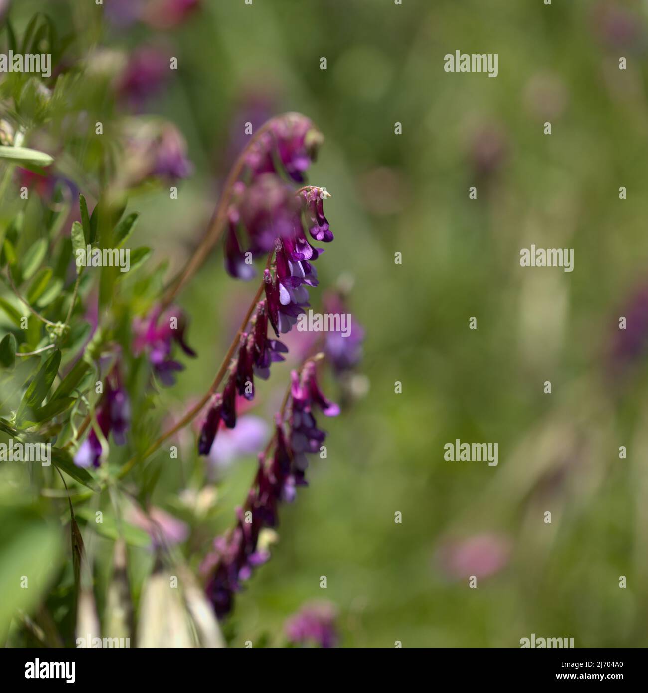 Flora of Gran Canaria - Vicia villosa, hairy vetch,  natural macro floral background Stock Photo