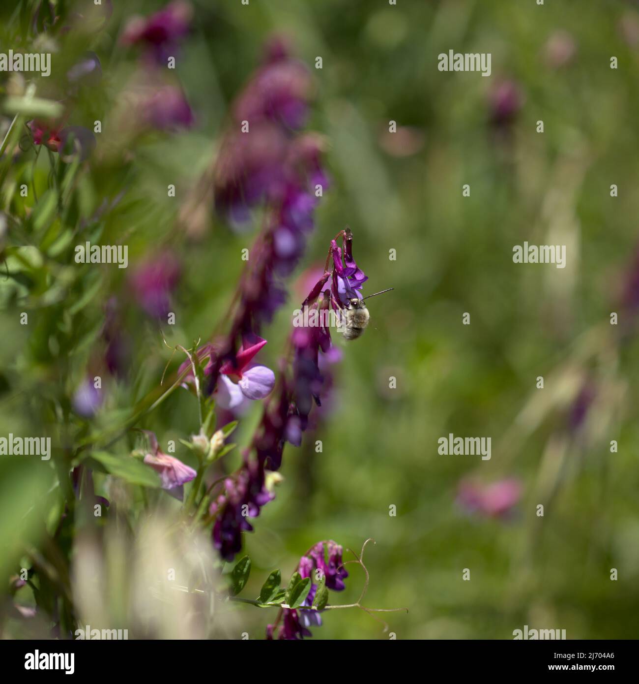 Flora of Gran Canaria - Vicia villosa, hairy vetch,  natural macro floral background Stock Photo