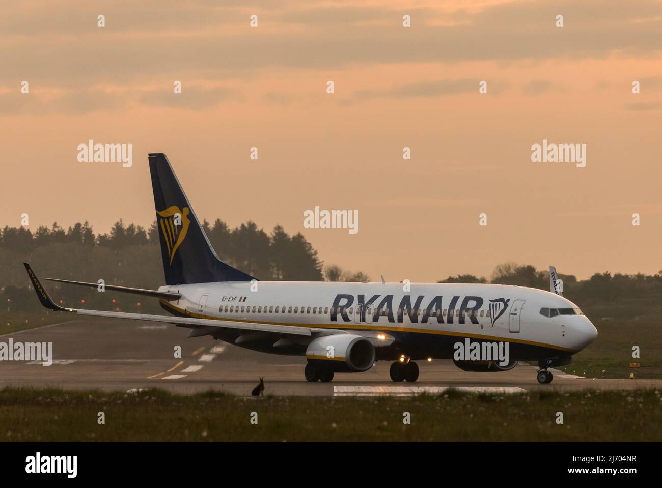 Cork Airport, Cork, Ireland. 05th May, 2022. A hare sits at the side of the runway and watches a Ryanair Boeing 737 taxii on to the runway for a flight to Poznan from Cork Airport, Ireland. - Picture David Creedon Credit: David Creedon/Alamy Live News Stock Photo