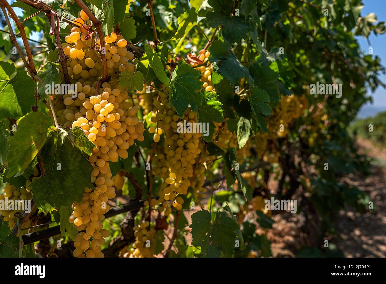 Grape picking and laying process for making raisins Stock Photo Alamy