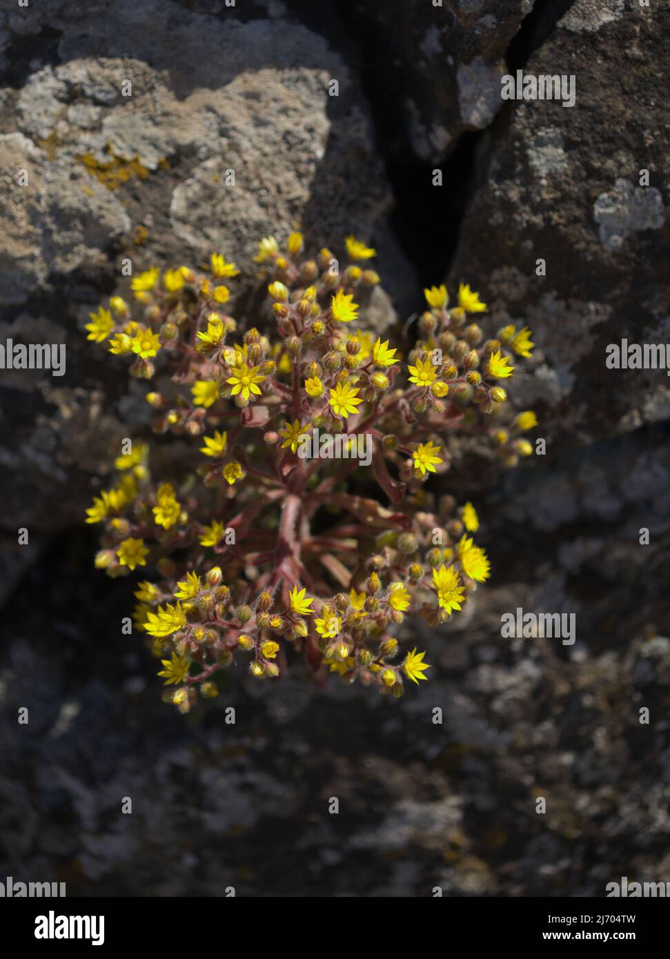 Flora of Gran Canaria - Aichryson laxum natural macro floral background Stock Photo
