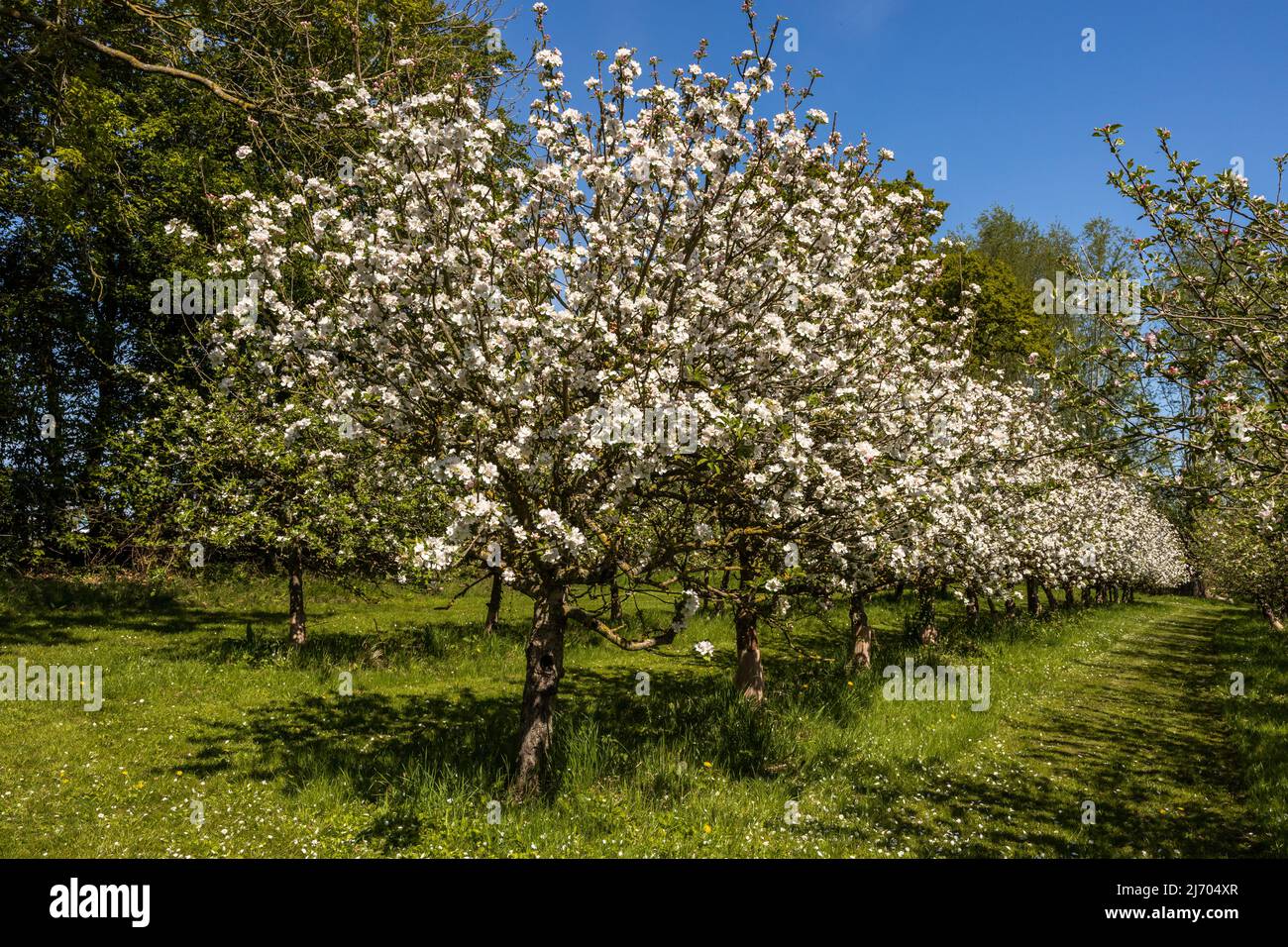 English apple orchard sunny hi-res stock photography and images - Alamy