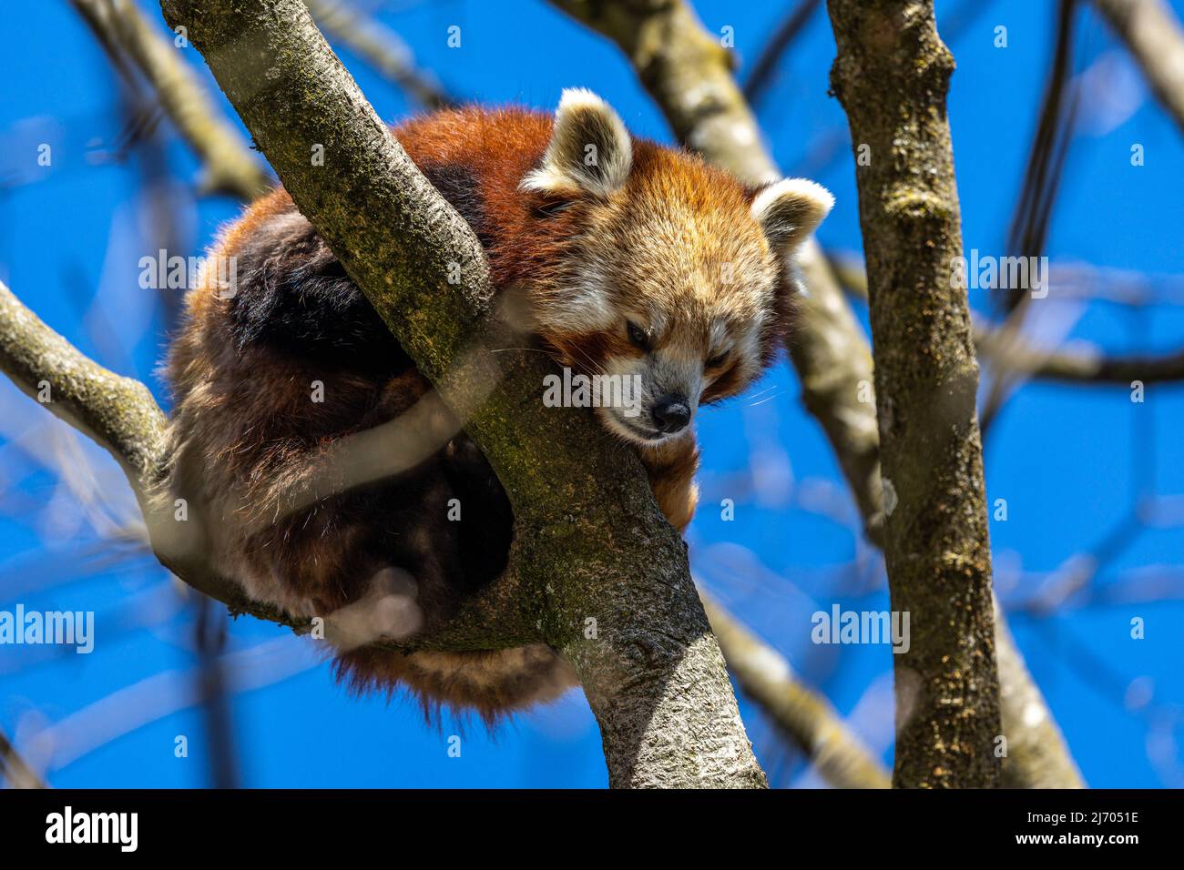 The red panda, Ailurus fulgens, also called the lesser panda and the